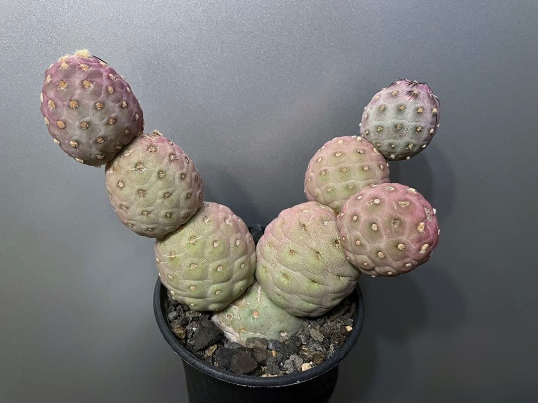 テフロカクタス ゲオメトリクス テフロカクタス ゲオメトリクス+plantsmonsters pot 「Tephrocactu