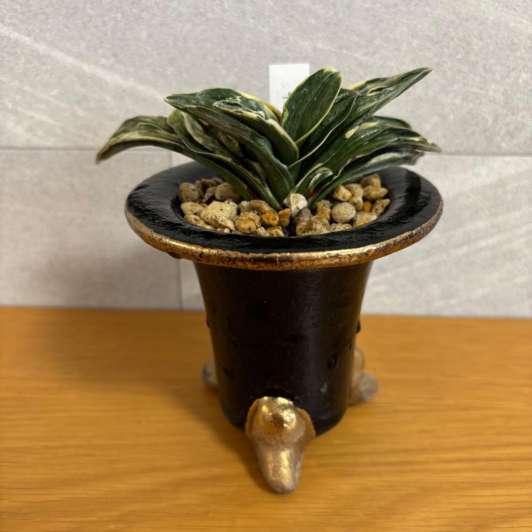 【早い者勝ち！】万年青　力和　羅紗系　金文字　美術木クラス　縁金鉢付き