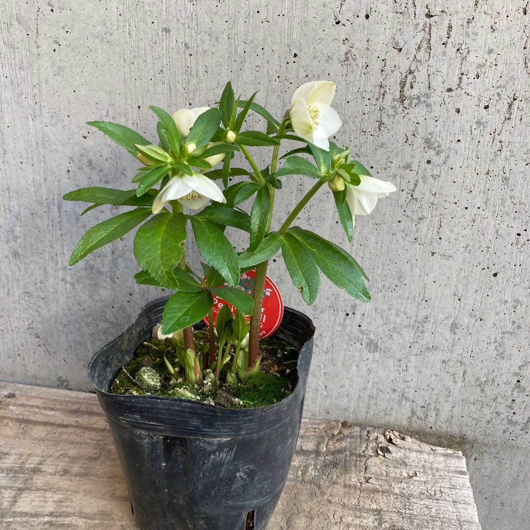 おまとめ2点　meroron＊mama様