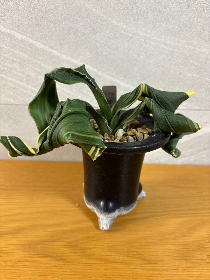 【値下げ！】万年青　舞子獅子　獅子系　おもと