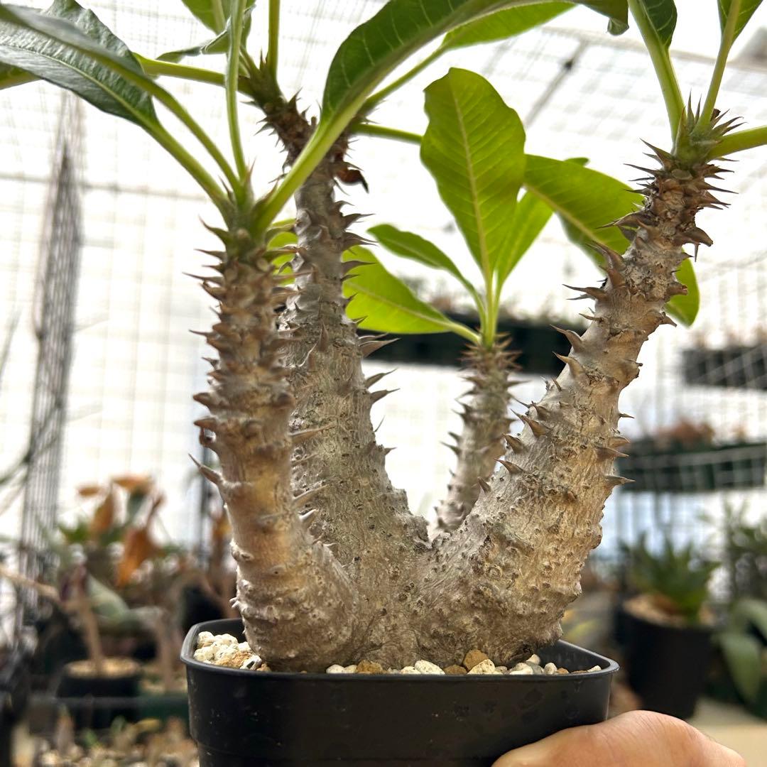 【希少4頭美株】ウィンゾリー パキポディウム 発根済株 塊根