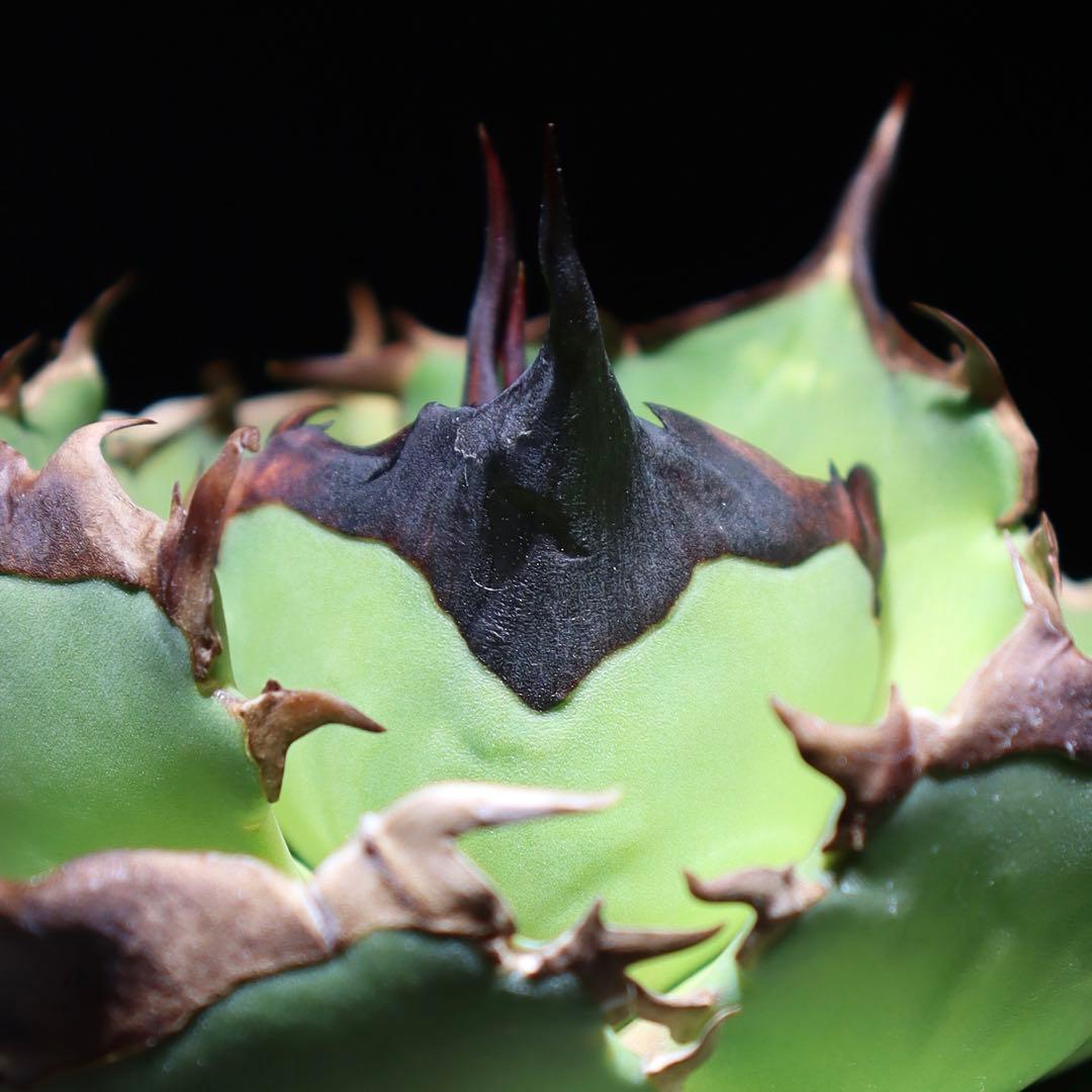 台湾産 子株① 亞瑟王 キングアーサー 毒刺 アガベ チタノタ OC