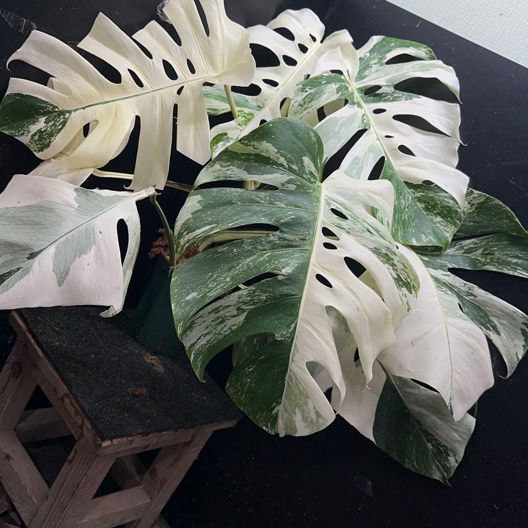 斑入りモンステラ ホワイトタイガー極美大株63cm白斑多 - メルカリ