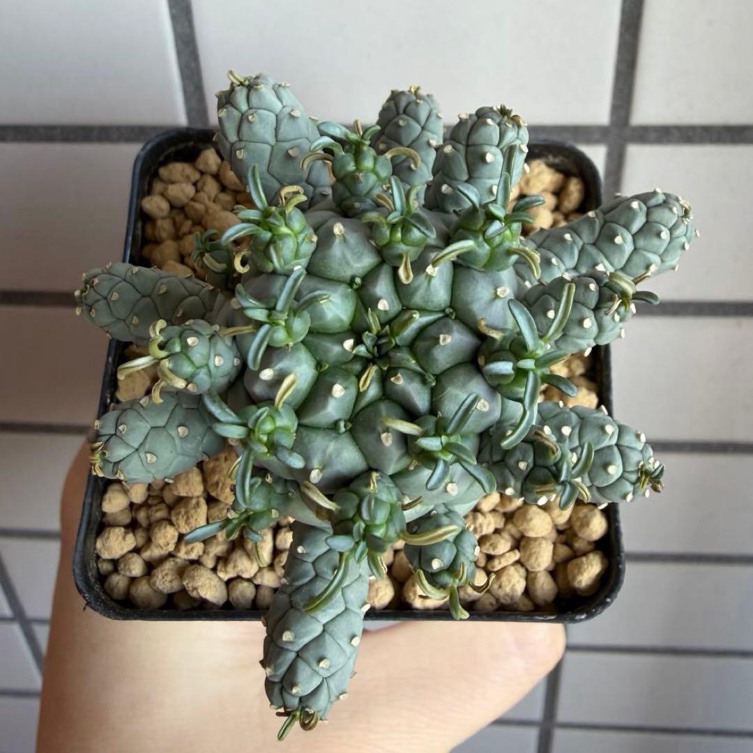 u*5様 タコモノ ユーフォルビア ラミグランス 実生