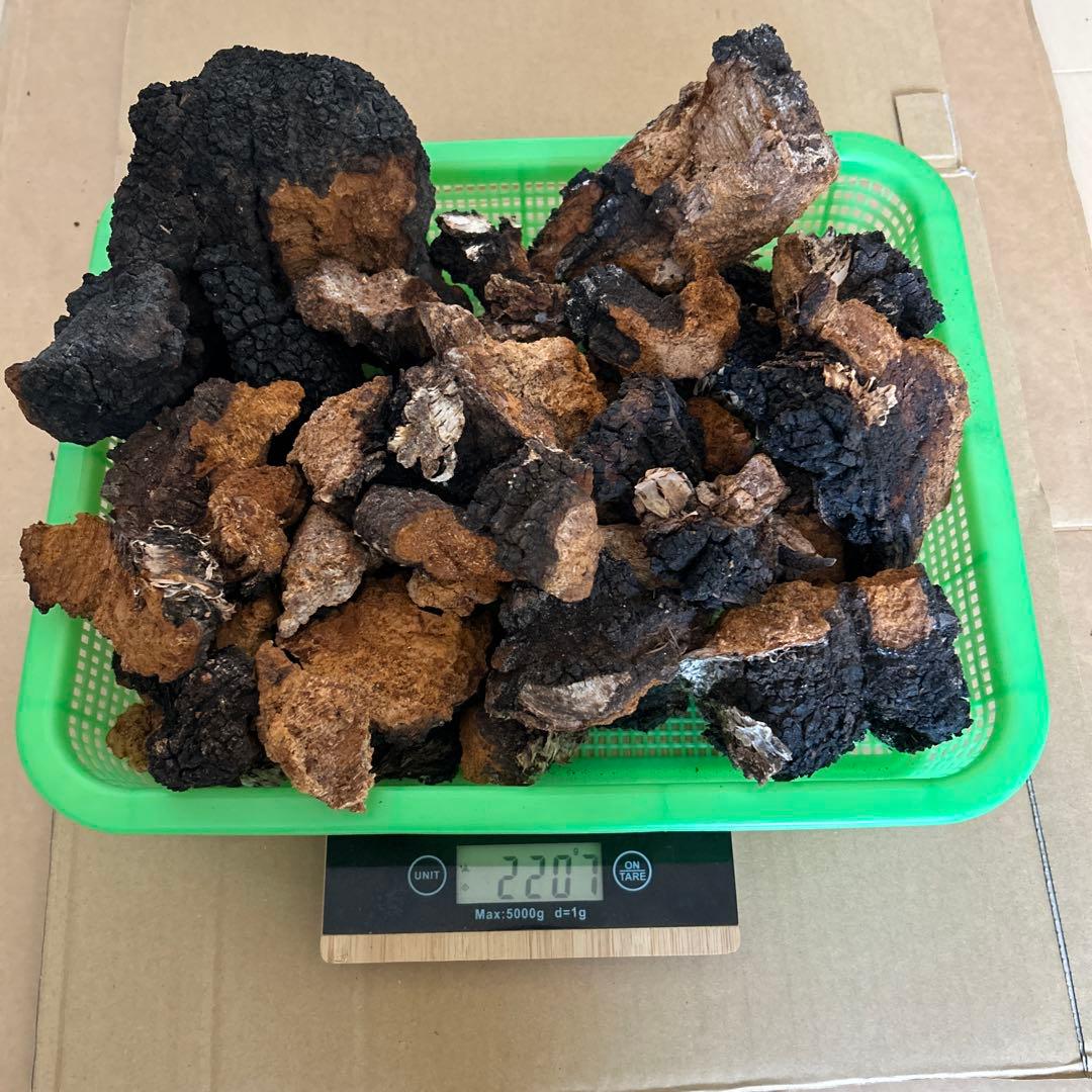 【北海道産】カバノアナタケ　2キロ（A）