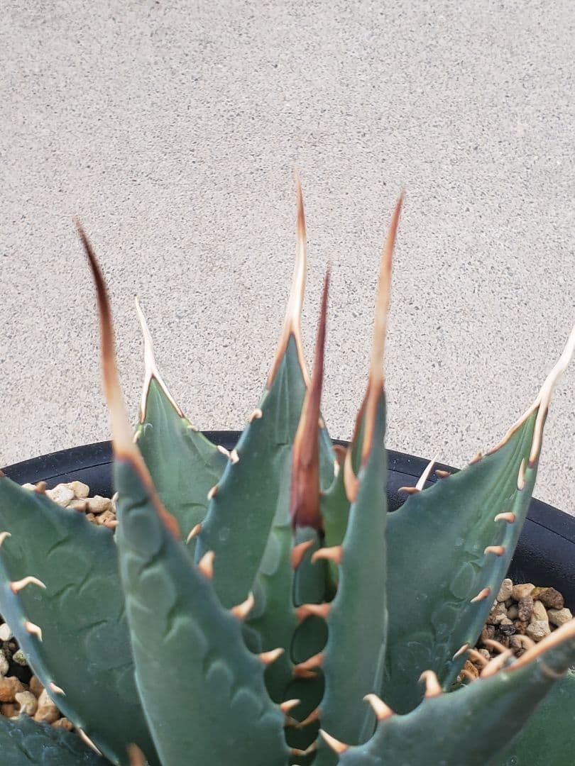 アガベ エボリスピナ × モンタナ ハイブリッド エボリモンタナ 中株