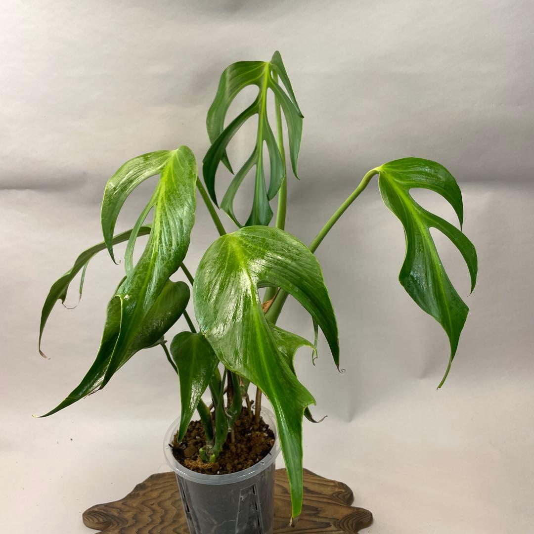 T*I様 a05モンステラ バールマルクスフレーム