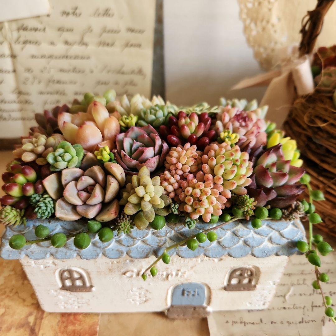 多肉植物寄せ植え そのまま飾れる 2つセット♡ - メルカリ