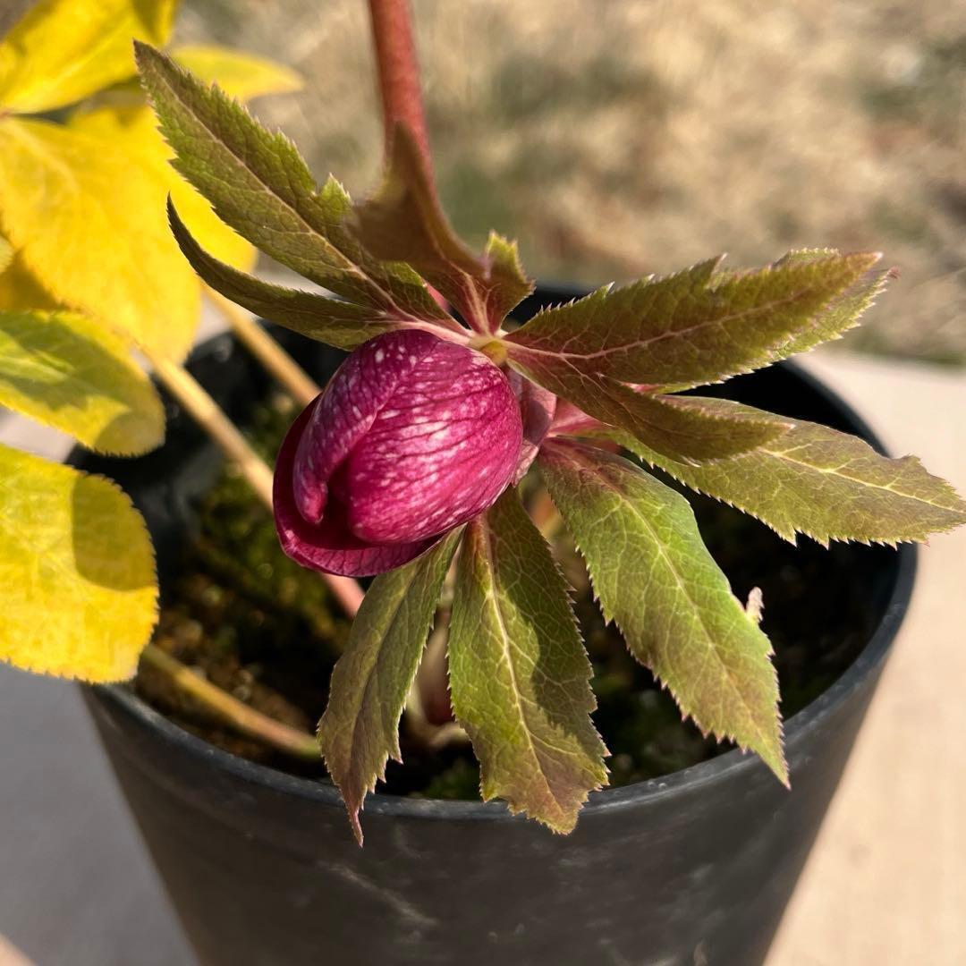 の*ん様 3319⭐️唯一無二⭐️超特殊⭐️白ブチ⭐️オーレア⭐️薄いフィルム的