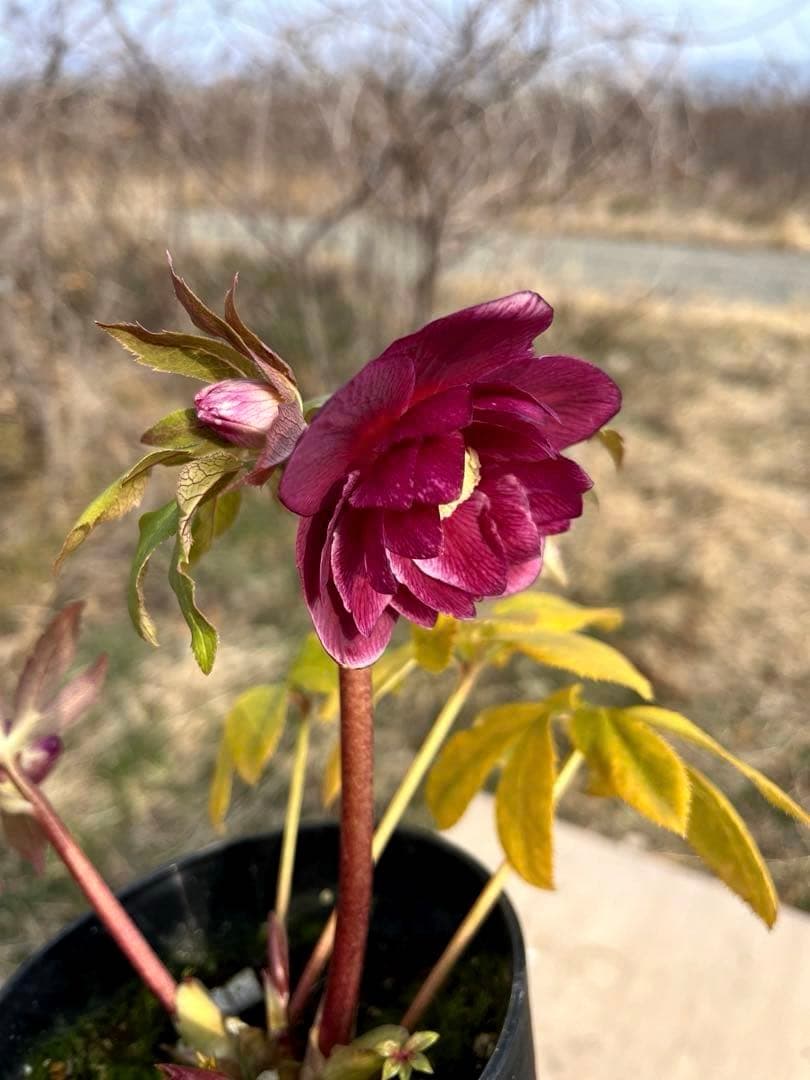 の*ん様 3319⭐️唯一無二⭐️超特殊⭐️白ブチ⭐️オーレア⭐️薄いフィルム的