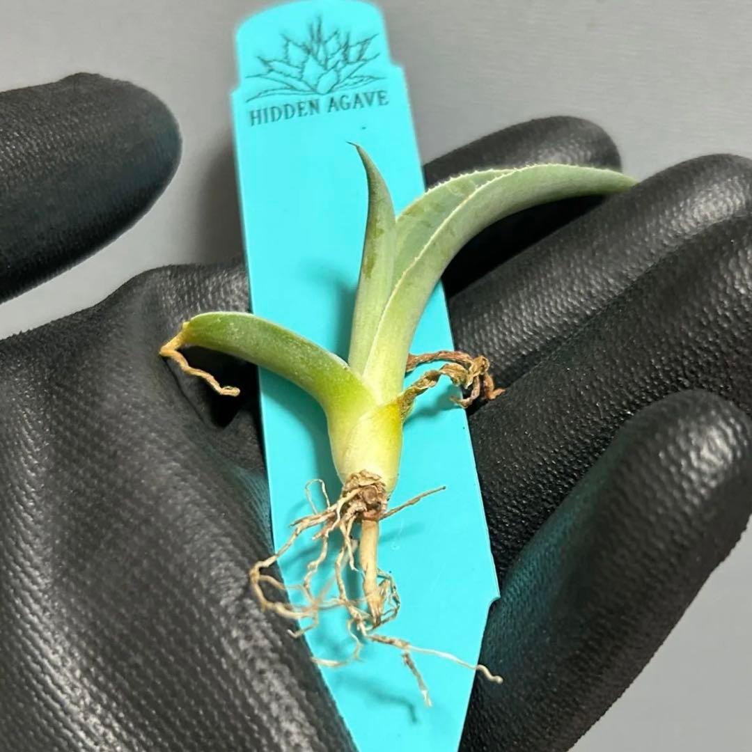残僅か Agave ovatifolia 'Moby' アガベ オバティフォリア - メルカリ