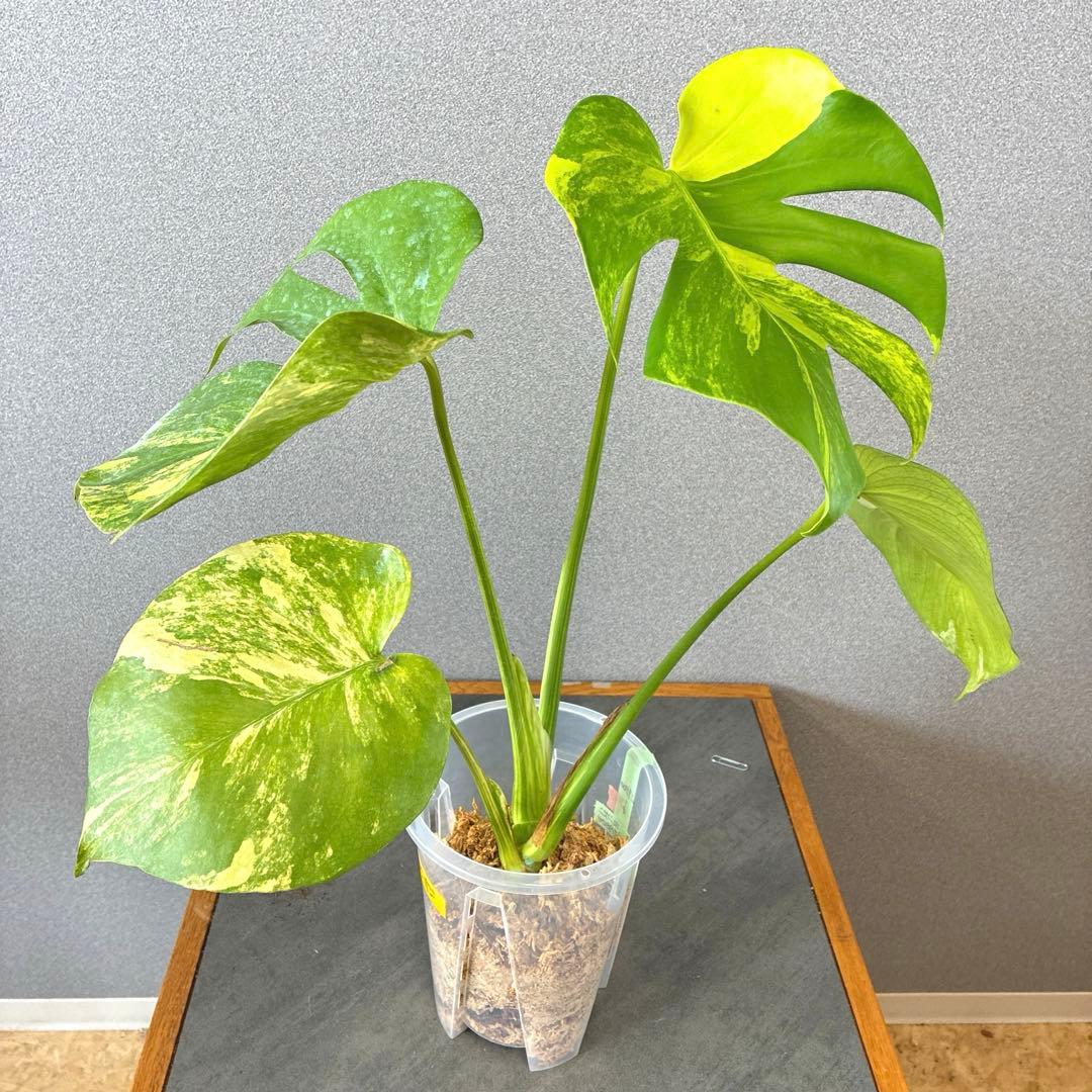 超絶希少❗️モンステラ デリシオーサ ポンポン✨ - メルカリ