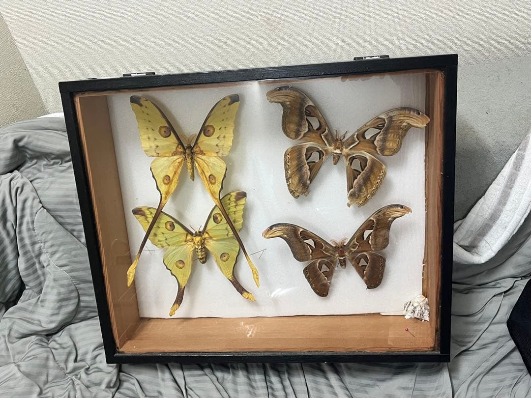 ヨナグニサン 標本 - メルカリ