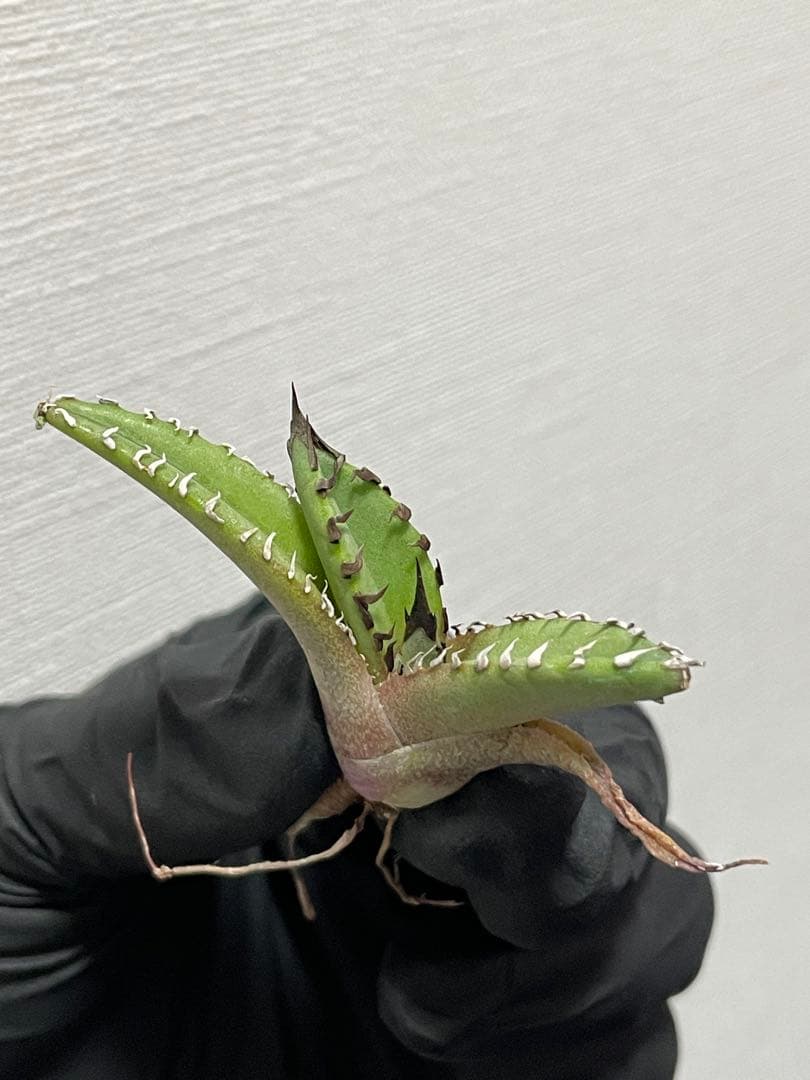 ジェレミー産Hidden Agaveアガベ ホワイトファングWhite Fang - メルカリ