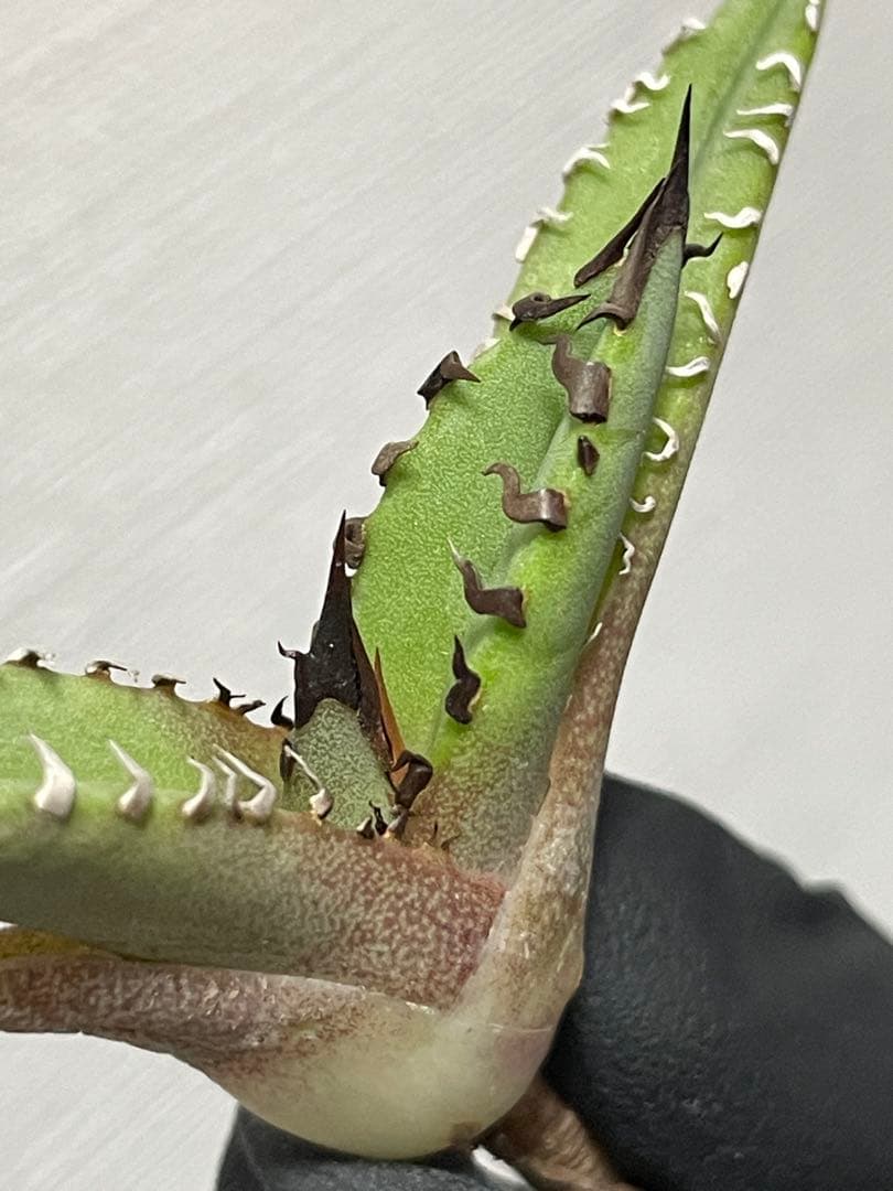 ジェレミー産Hidden Agaveアガベ ホワイトファングWhite Fang - メルカリ