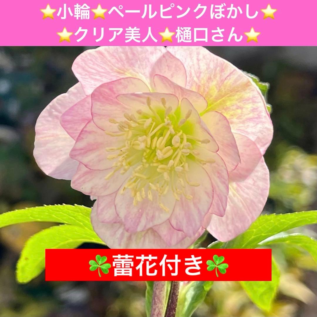 ラ*ク様 3511☘️蕾花付き☘️小輪⭐️ペールピンクぼかし⭐️クリア美人⭐️樋
