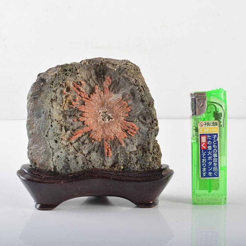 天然石 鑑賞石 菊花石 置物 重さ約392g 唐木台付 V R6492 - メルカリ