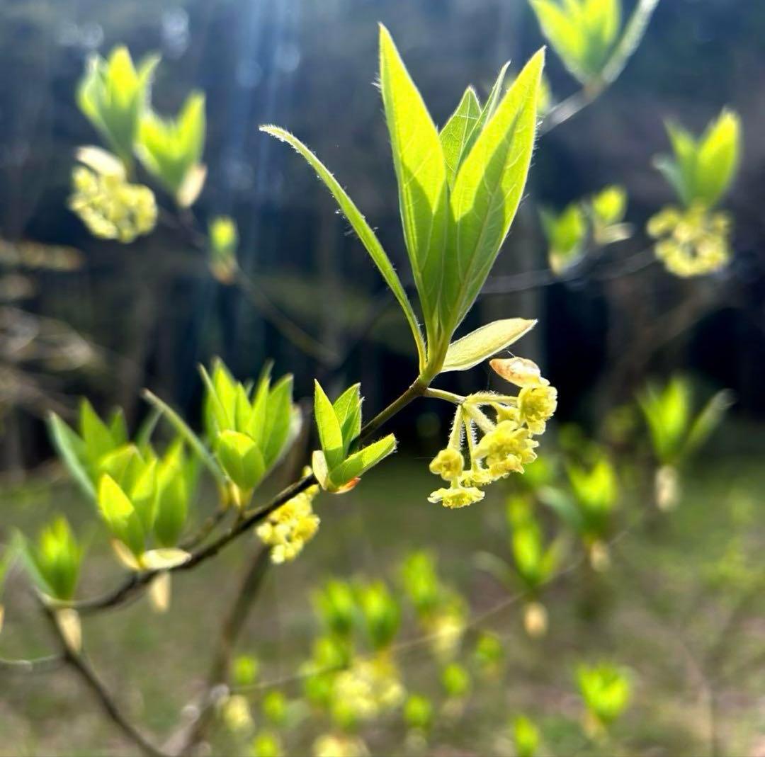 クロモジ（根巻き苗）黒文字 クロモジ苗木 - メルカリ