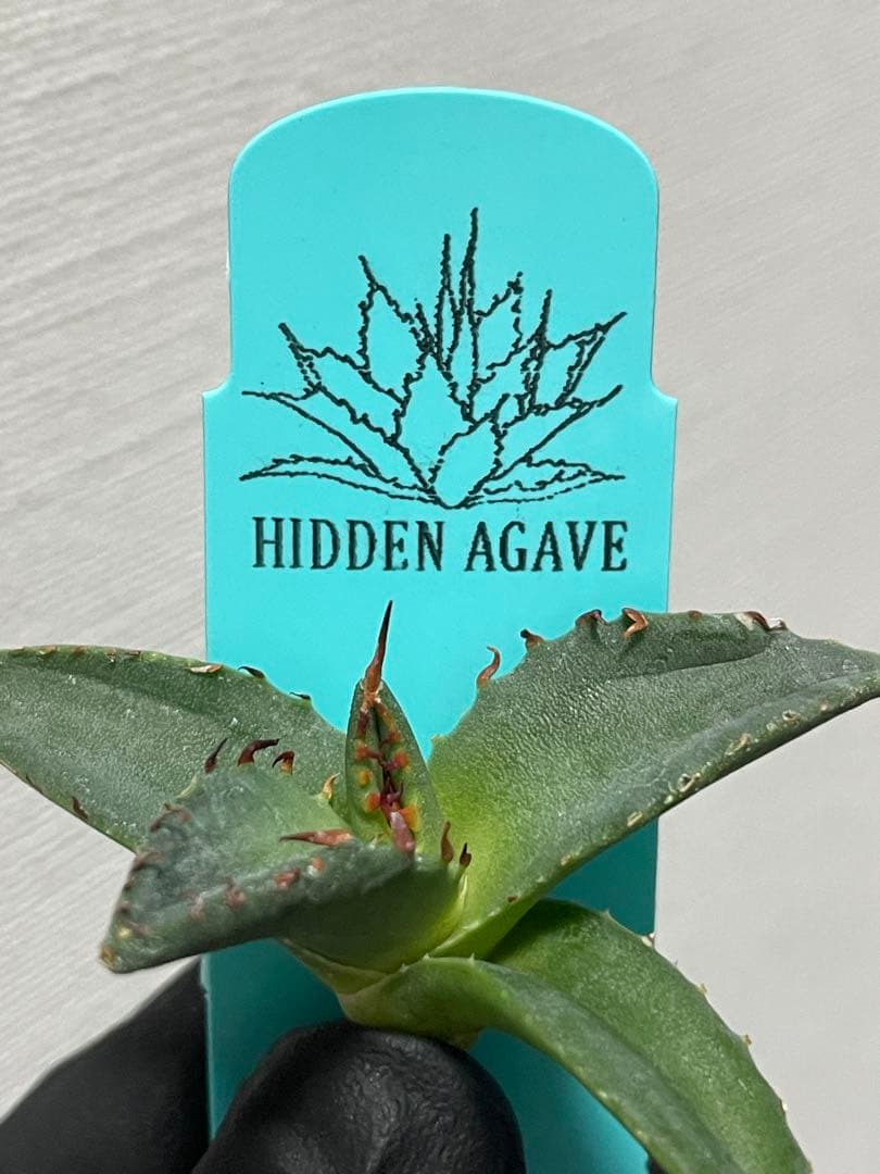 ジェレミー産Hidden Agaveアガベ エボリスピナ×BBハイブリッドUS株