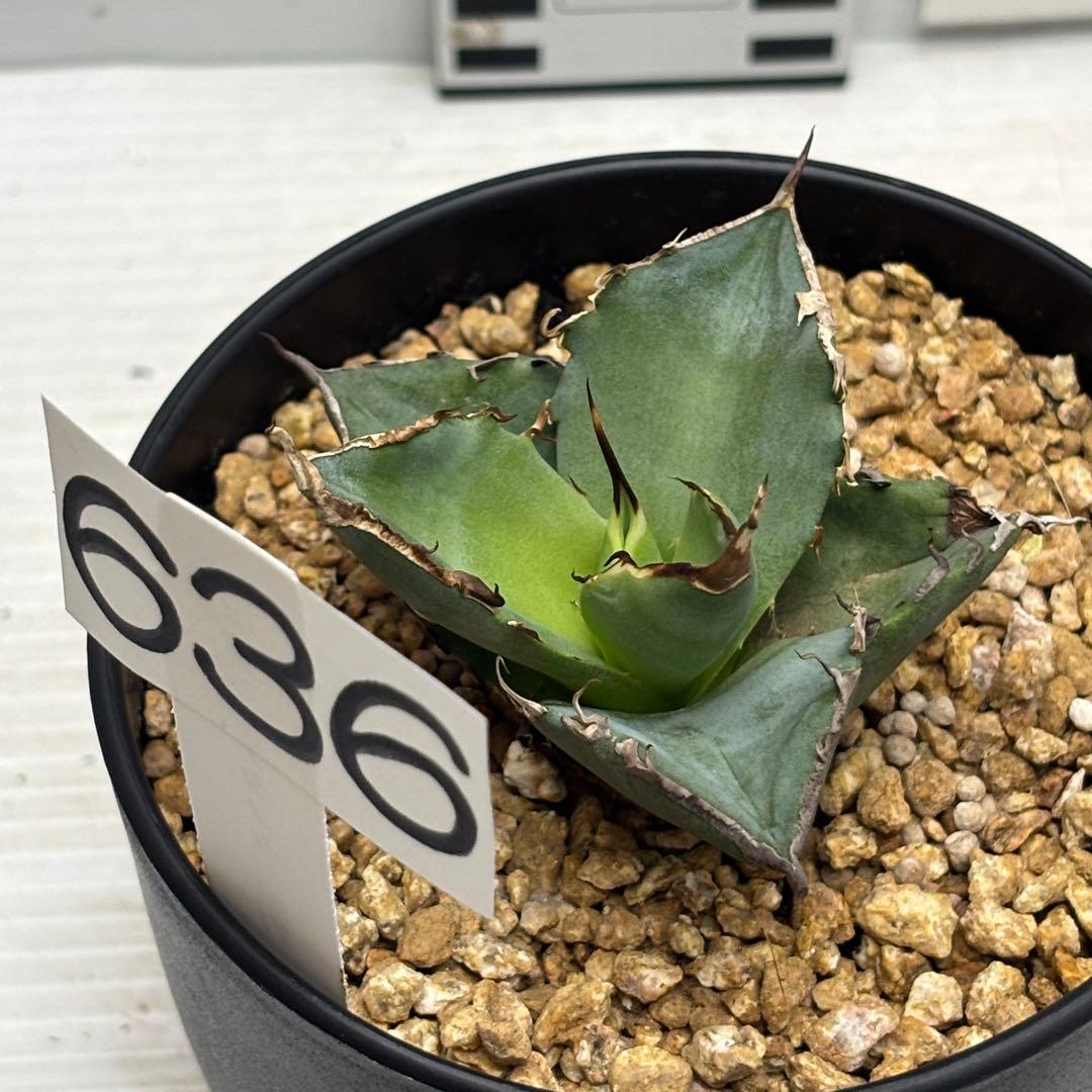 ブラックパンサー》アガベ『チタノタ 黒豹』4号(12cm)鉢 #636 - メルカリ