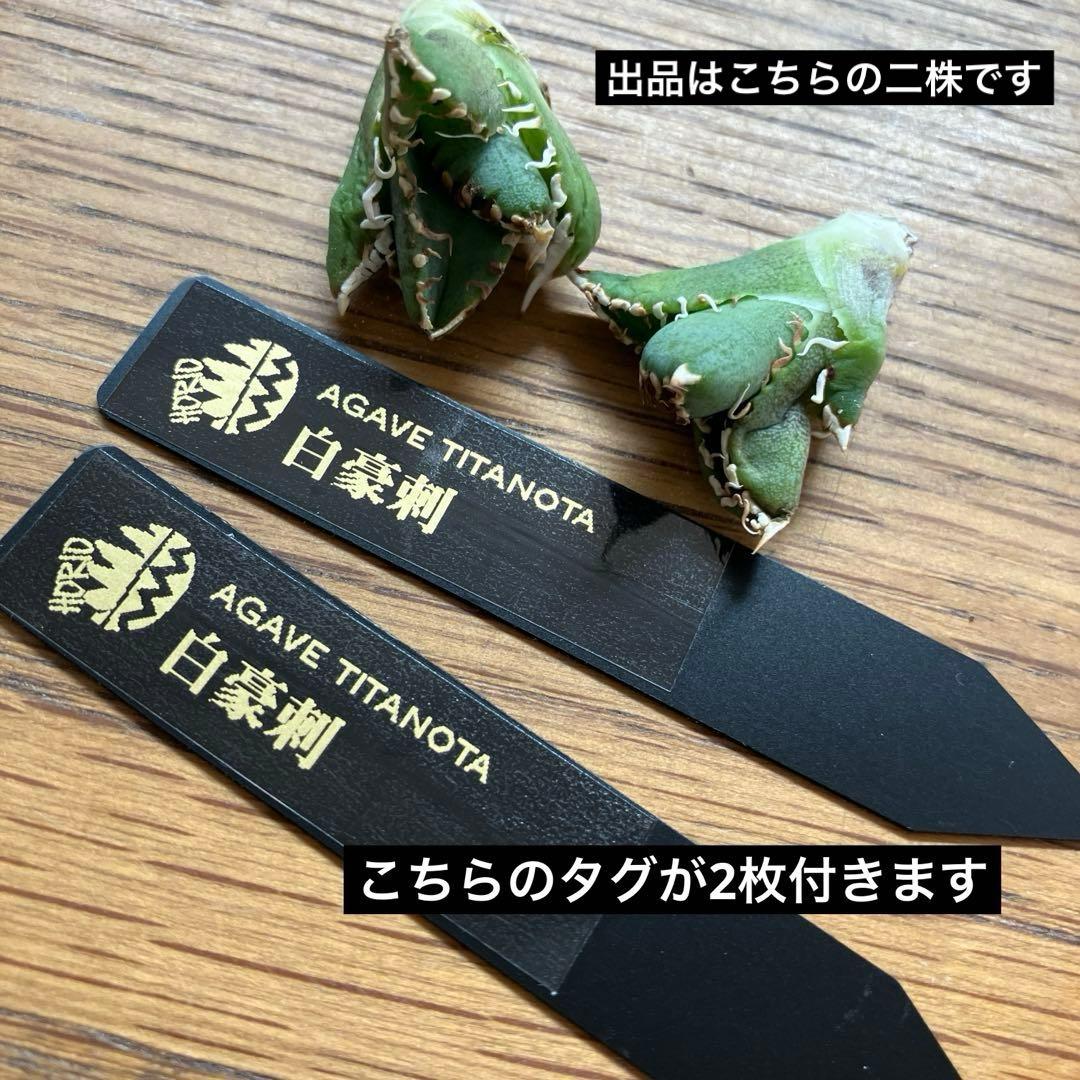 K*s様 【オークション】匿名配送　子株2株　アガべ　白豪刺　OC 脇芽【親株写