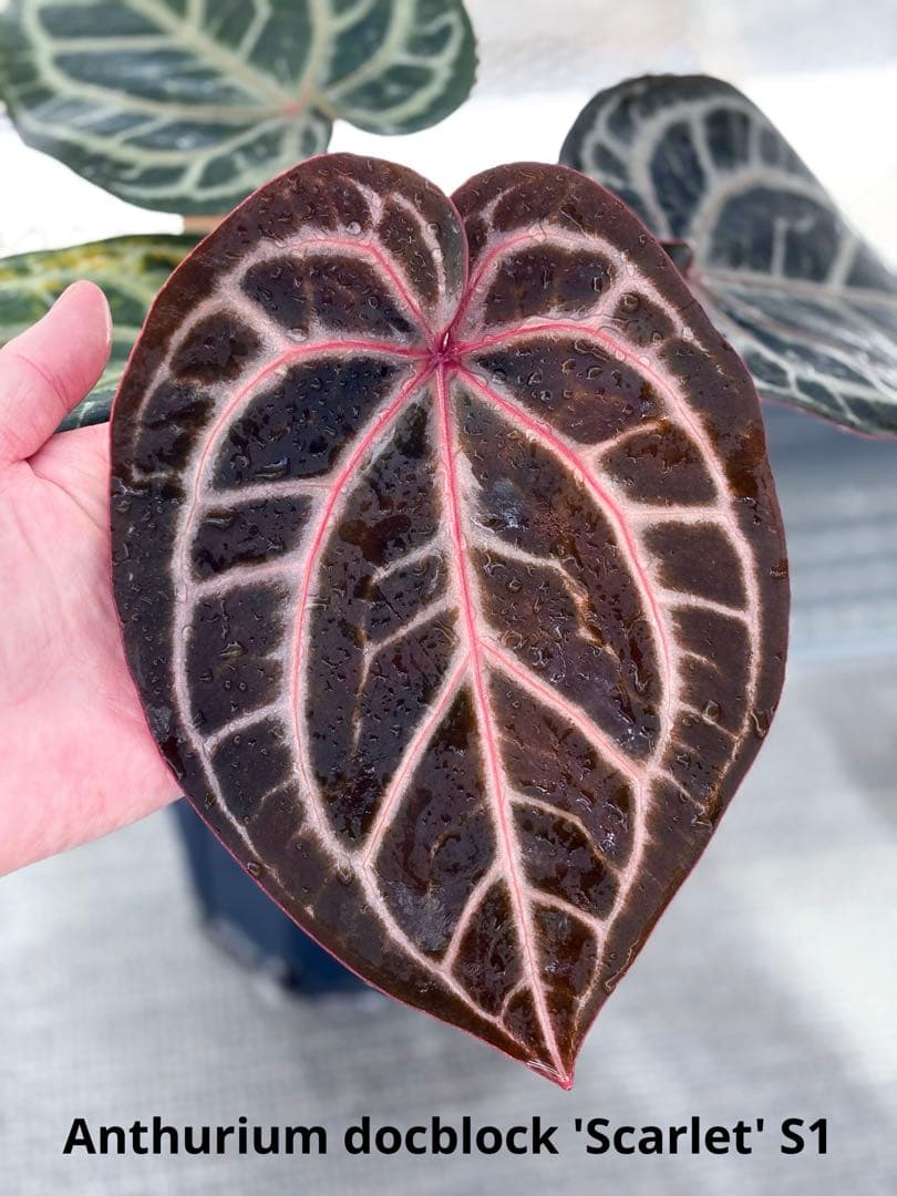 Anthurium docblock 'Scarlet' S1 スカーレット
