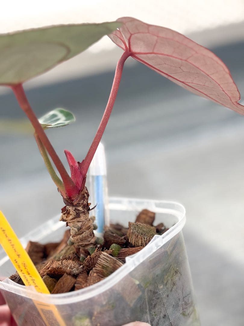 Anthurium docblock 'Scarlet' S1 スカーレット - メルカリ