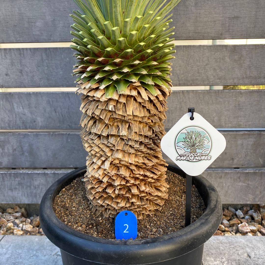 ユッカ マルデヌベス 2 - メルカリ