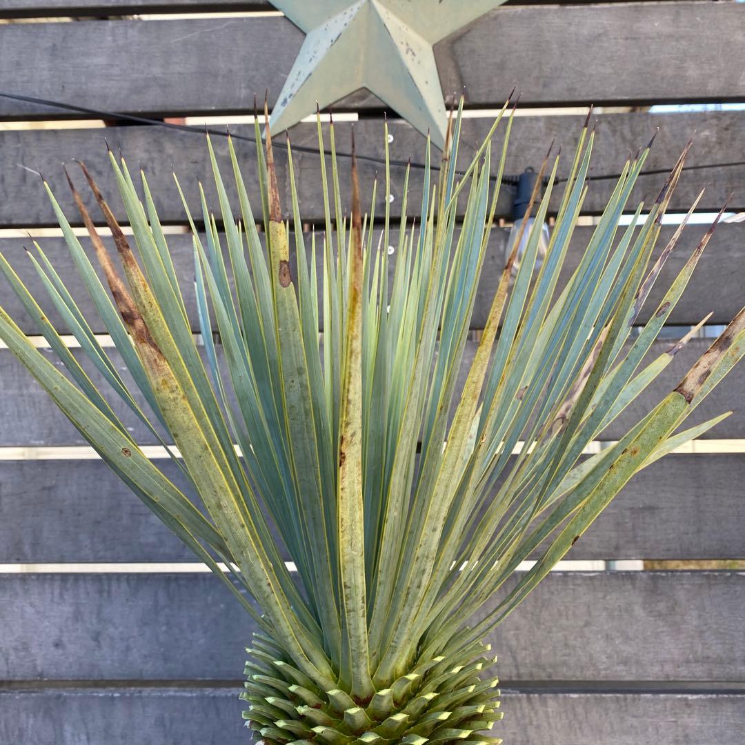 ユッカ マルデヌベス 2 - メルカリ