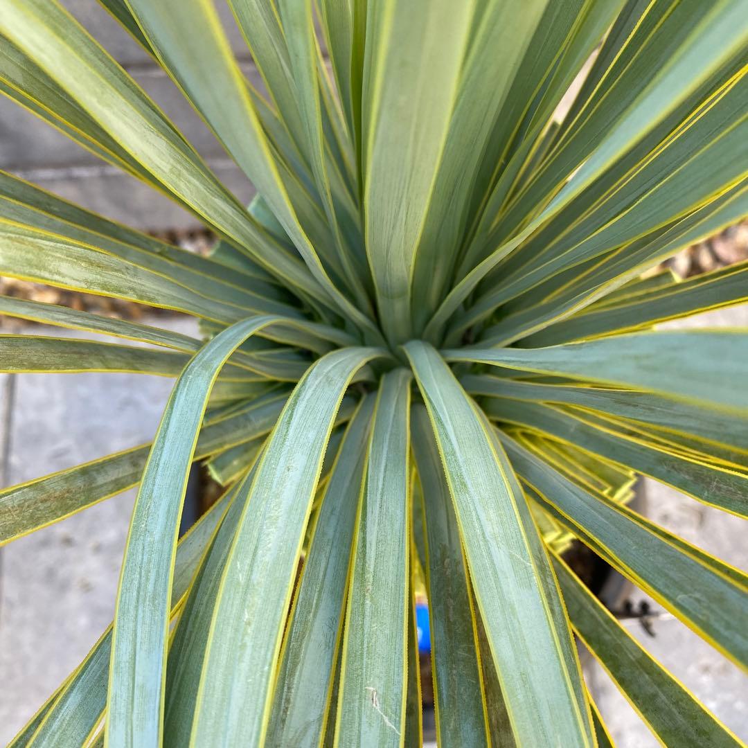 ユッカ マルデヌベス 2 - メルカリ