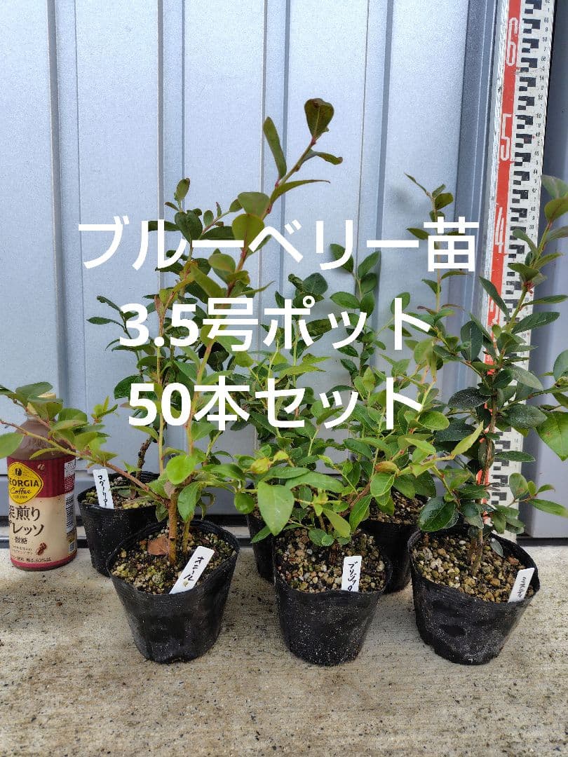 ブルーベリー苗　3.5号ポット50本セット① ブルーベリー苗 3.5号ポット50本セット① greenglass_s-blueberry2