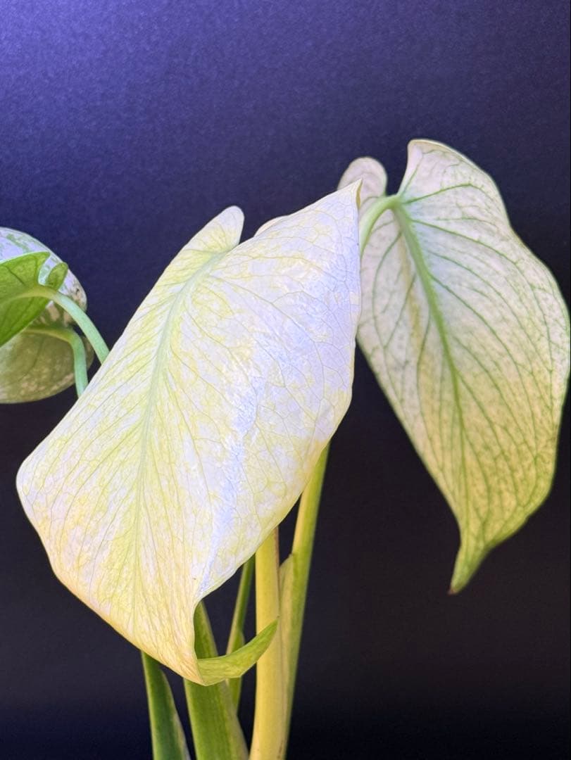 ホワイトモンスター天津蘭 モンステラ斑入り A速達付 - メルカリ