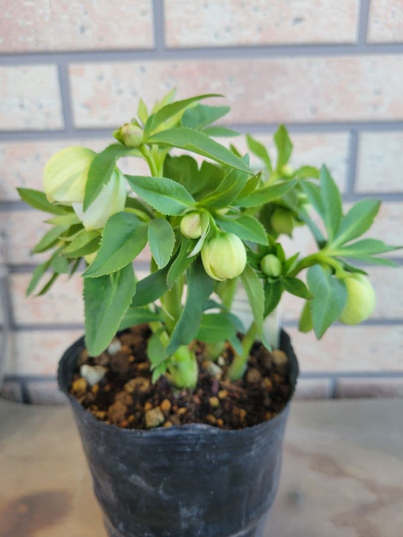 高橋育苗　クリスマスローズ　little　beast　デュメトルム系