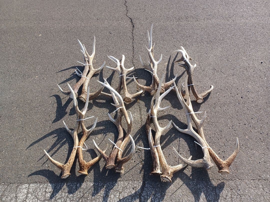 エゾシカの角　16本 エゾシカ角 壁掛け（横約20cm×縦約60㎝） - 北海道白老町｜ふるさと