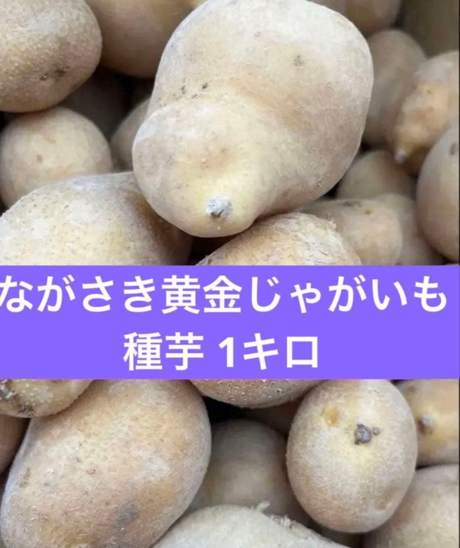 ながさき黄金ジャガイモ 1キロ - メルカリ
