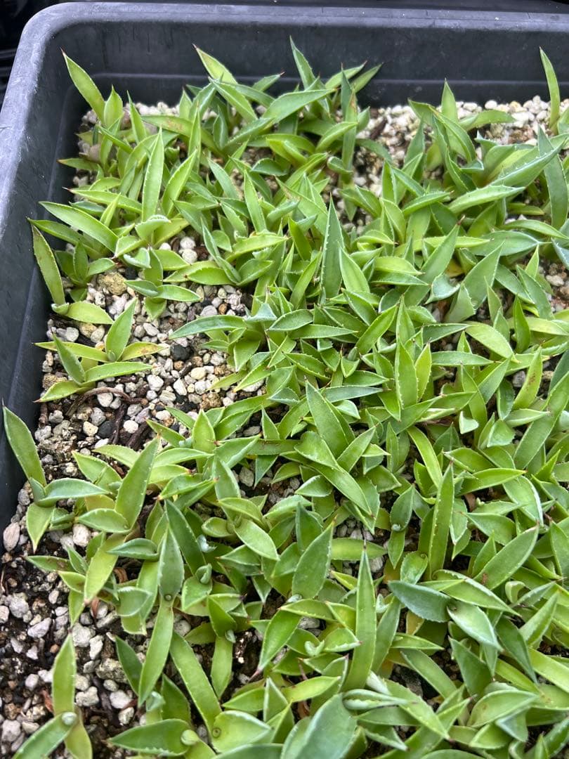 アガベ モンタナ ケースごと メルカリ便