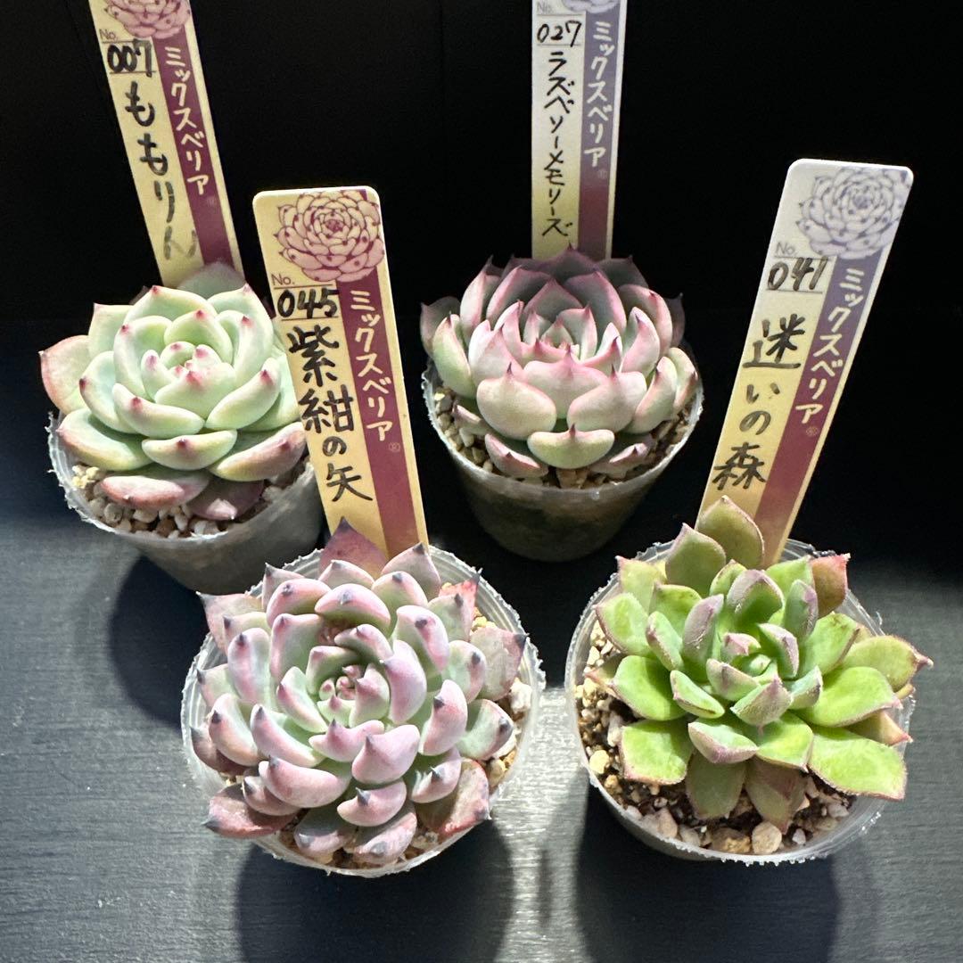 おらいさん苗10点セット 成長お楽しみに♡ 札なし - メルカリ