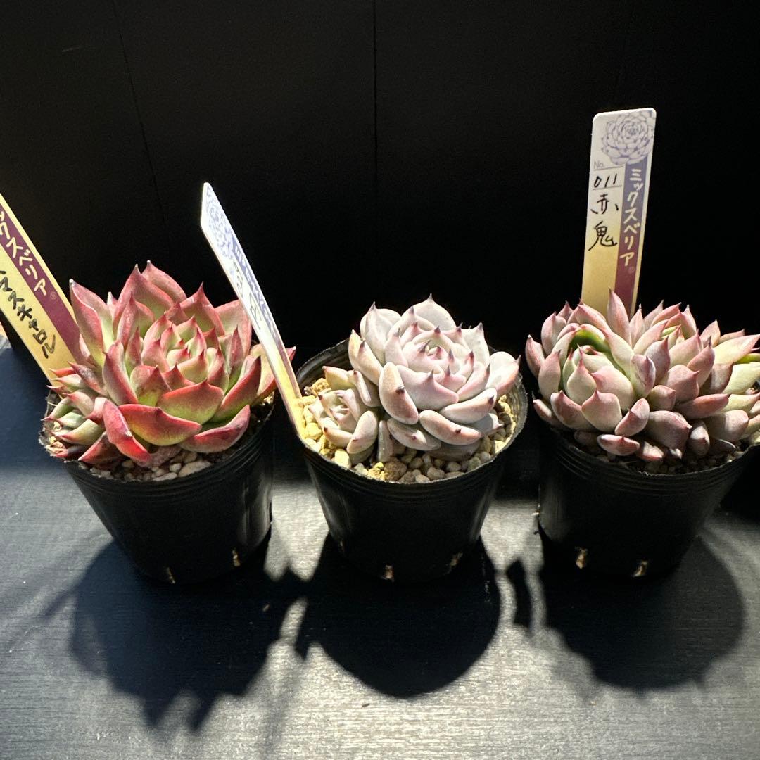 おらいさん苗10点セット 成長お楽しみに♡ 札なし - メルカリ