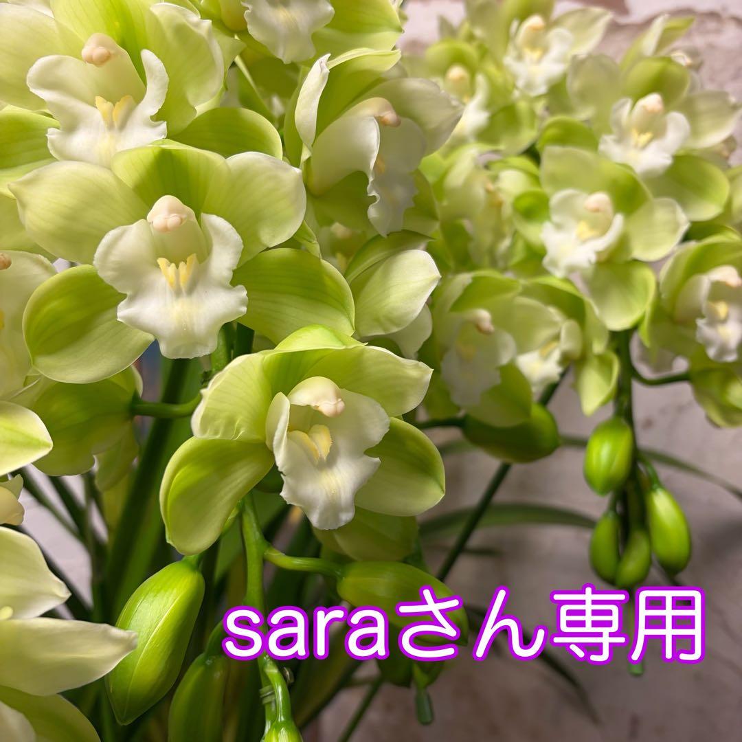 洋蘭　オーダー　シンビジューム　7寸陶器鉢