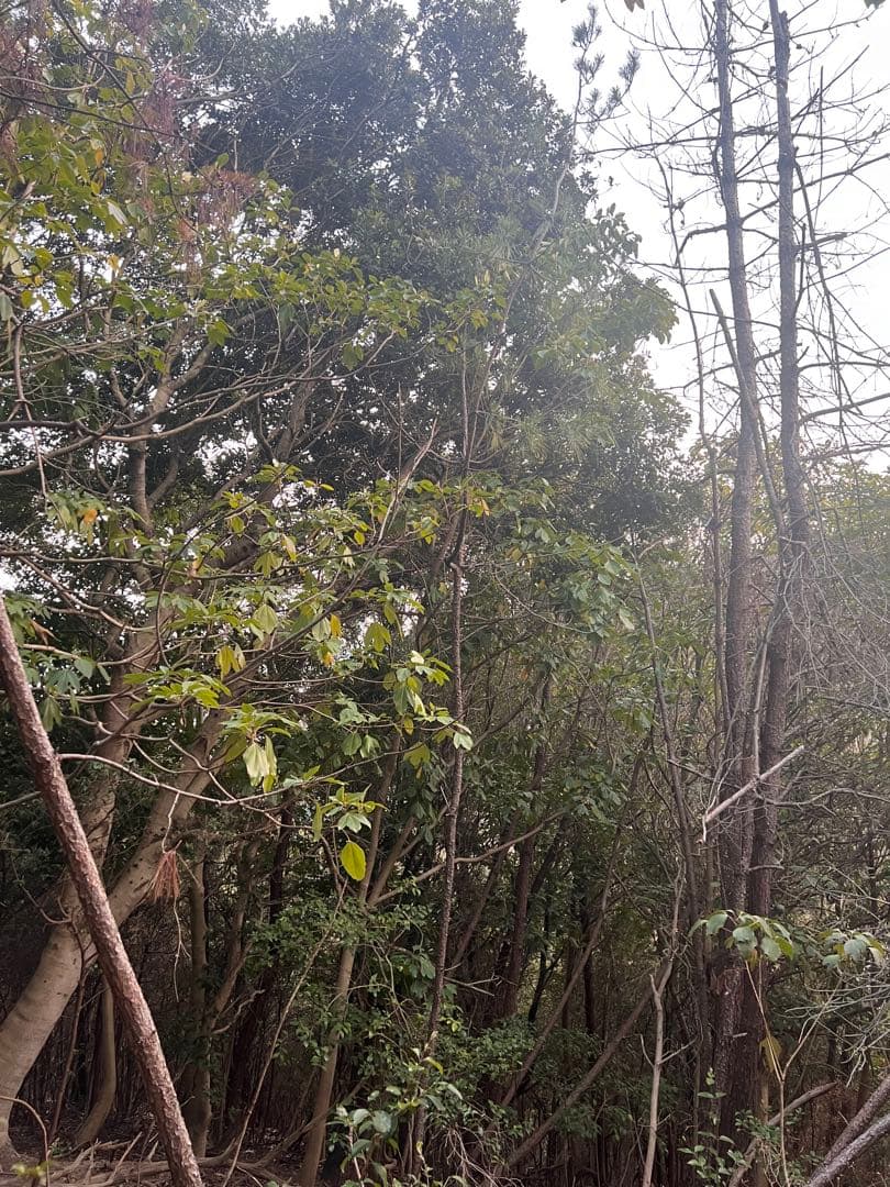 現品　赤松　アカマツ　超特大苗　4mほど　山採り