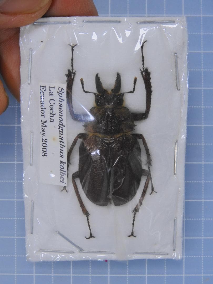 標本 Ecuador Sphaenognathus kolbei 34mm