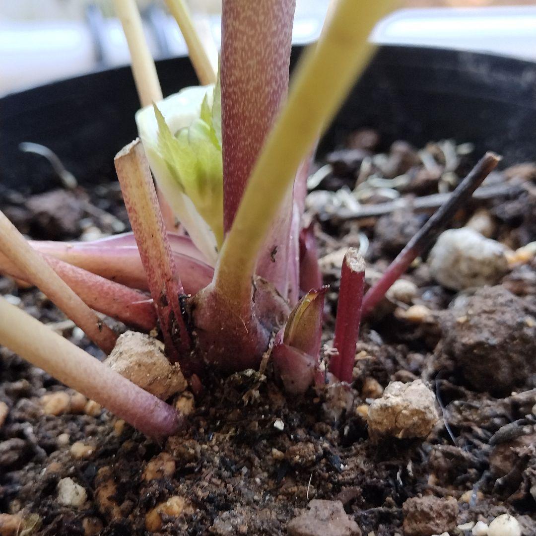 クリスマスローズ開花株 sdグリーンゴールド大和園 sd多弁アンティーク