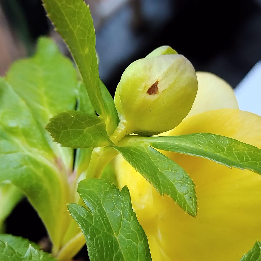 クリスマスローズ開花株 sdグリーンゴールド大和園 sd多弁アンティーク