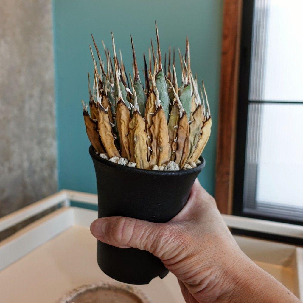 地*師様 【めちゃめちゃ発根済・3.5号サイズ】激シブ・エボリスピナ/鉢ごと発送