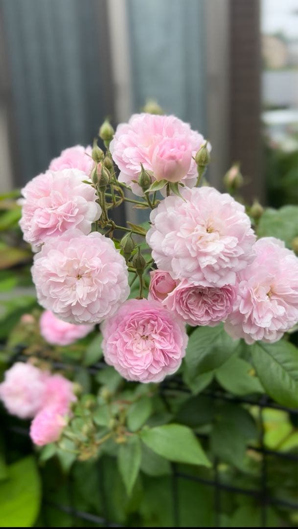 ローラダボー　フランス挿木2年生苗