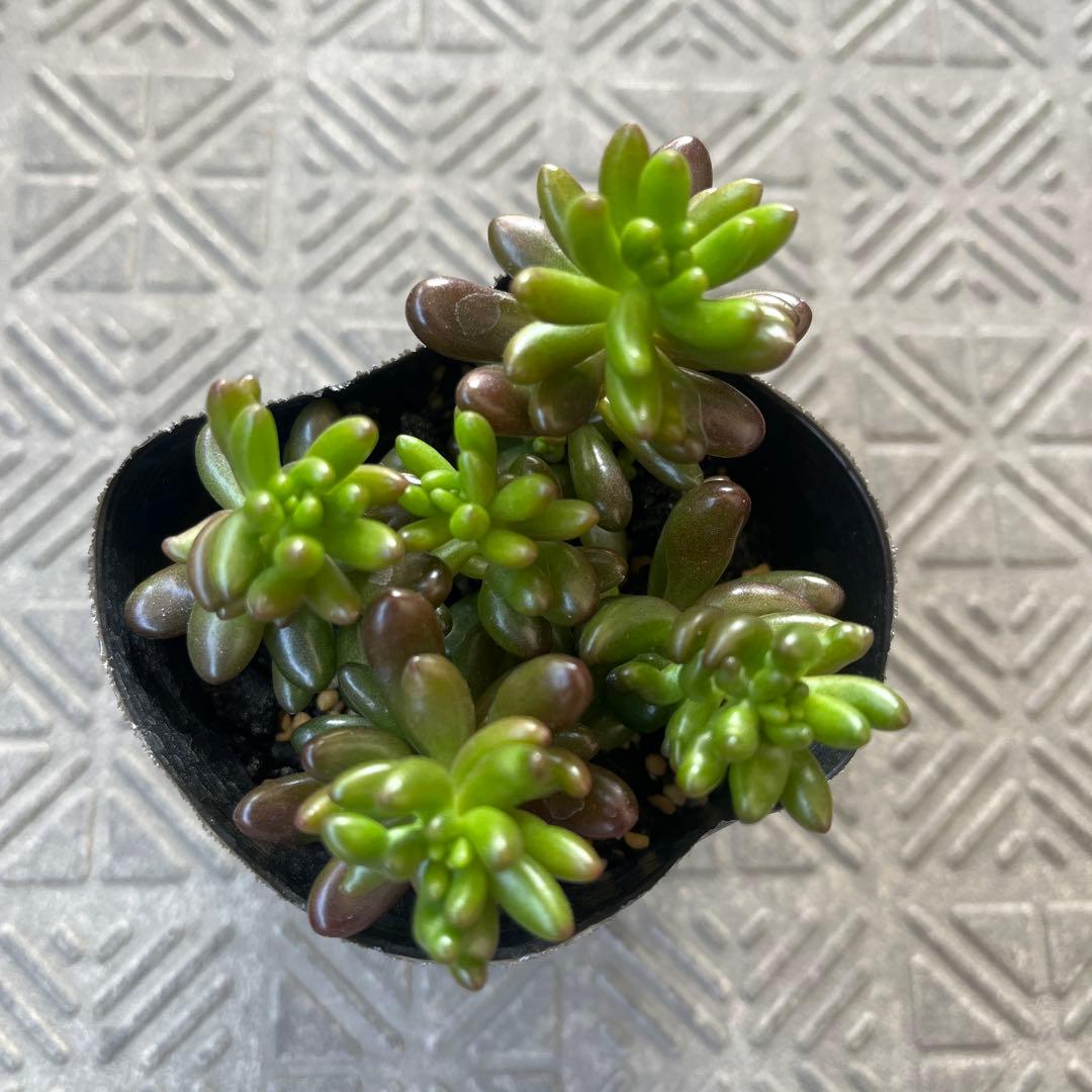 虹の玉 抜き苗 - メルカリ