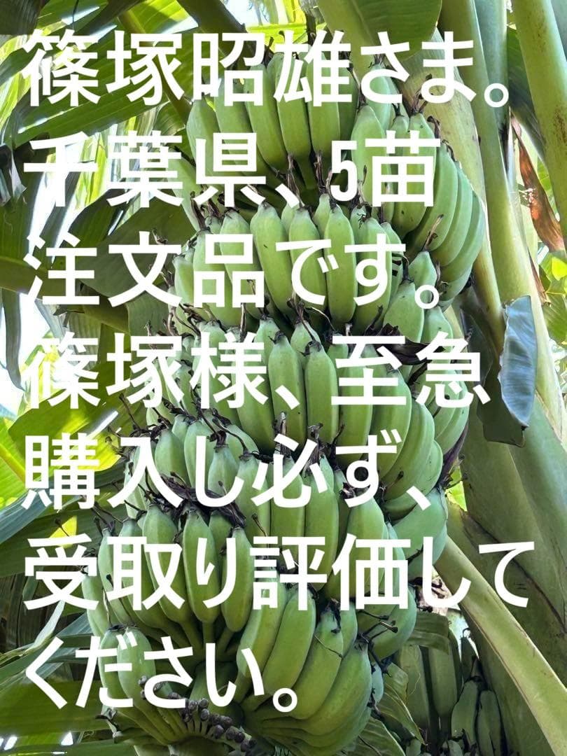 篠塚昭男様、専用出品◆５苗セット＝ヌアンジュンバナナ、100㎝同時梱包。
