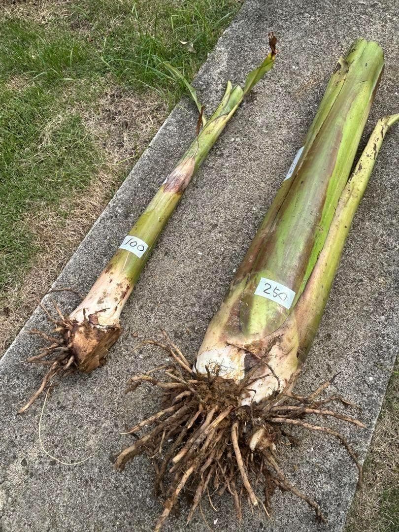 篠塚昭男様、専用出品◆５苗セット＝ヌアンジュンバナナ、100㎝同時梱包。