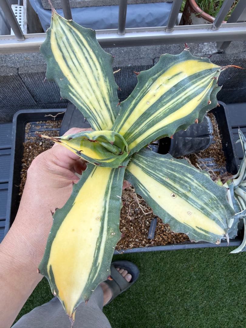 アガベ ホリダ 陽炎 SS級選抜株 大株 ボールタイプ ドワーフ 親株