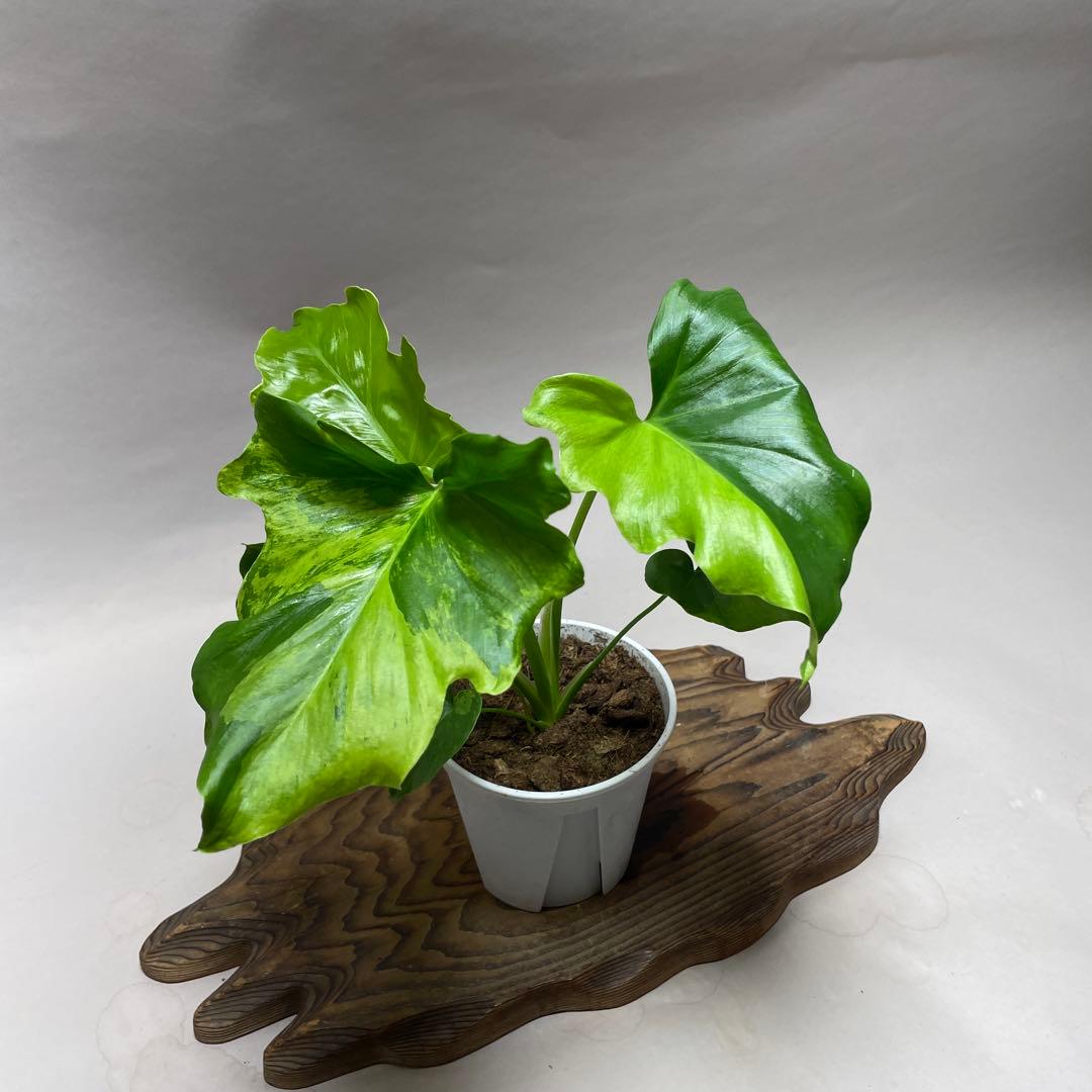 Q59 フィロデンドロン・セローム・斑入り 希少品種 観葉植物 - メルカリ